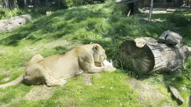 Lioness Eats Prey Green Lawn High Quality Footage — Wideo stockowe