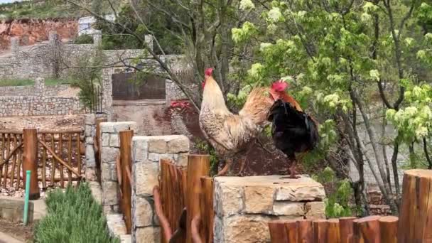 Colorful Roosters Walk Wooden Fence High Quality Fullhd Footage — Stockvideo