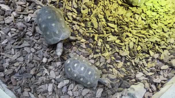 Turtles Crawl Shredded Tree Bark Terrarium High Quality Footage — ストック動画