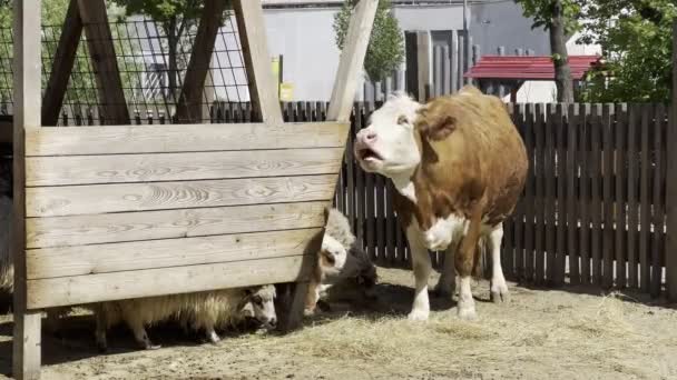 Cow Chewing Hay Wooden Barn Sheep Calf High Quality Footage — Video Stock