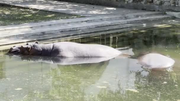 Flusspferd Liegt Zoo Einem Teich Der Sonne Hochwertiges Filmmaterial — Stockvideo