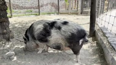 Shaggy pig digs the ground in a paddock with a snout. High quality 4k footage