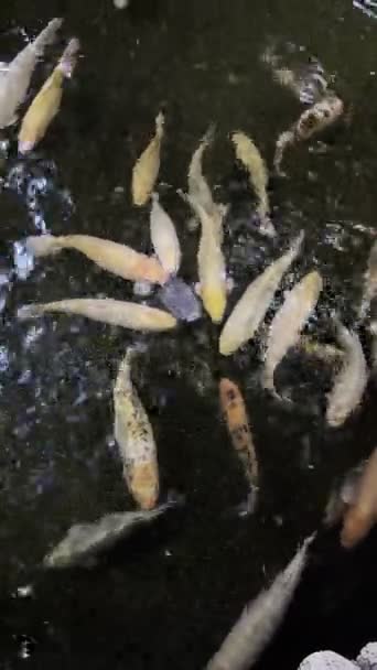 Bando Peixes Koi Nada Debaixo Água Imagens Alta Qualidade — Vídeo de Stock