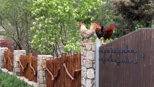 Roosters Sit Crow Stone Pillar Wooden Fence High Quality Fullhd — Stock video