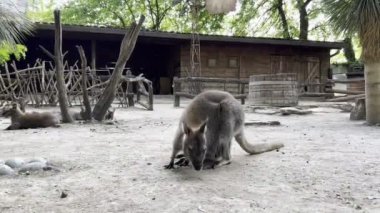 Kangaroo eats leaves from the ground in the corral of the zoo. High quality 4k footage