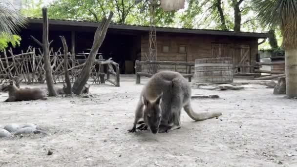 Kangaroo Eats Leaves Ground Corral Zoo High Quality Footage — Vídeos de Stock
