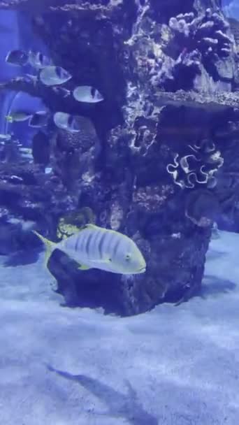 Langgestreepte Vissen Zwemmen Een Aquarium Achtergrond Van Een Koraalrif Hoge — Stockvideo