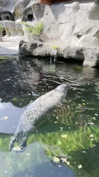 Szara Foka Pływa Jeziorze Ogrodzie Zoologicznym Wysokiej Jakości Materiał — Wideo stockowe