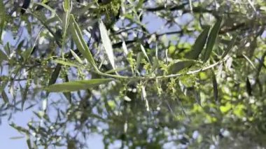 Olgunlaşmamış zeytinlerle sallanan yeşil zeytin dalları. Yüksek kalite 4k görüntü