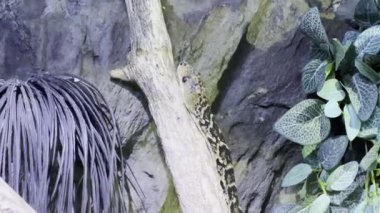 Benekli gri yılan bir akvaryumdaki ağaç dalında sürünüyor. Yüksek kalite 4k görüntü