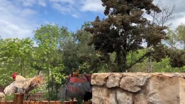Les Coqs Sautent Pilier Pierre Sur Une Clôture Bois Des — Video