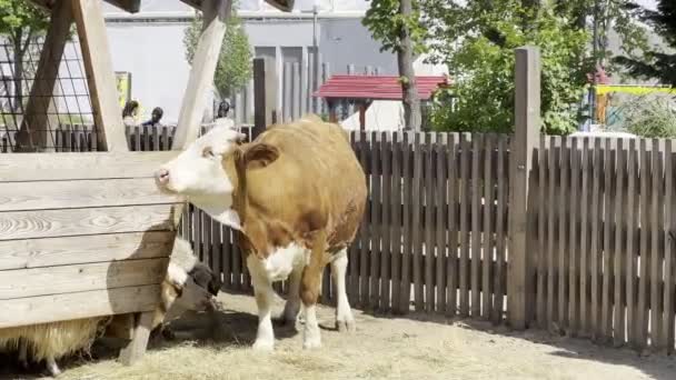 Cow Chewing Hay While Standing Wooden Barn Sheep High Quality — Wideo stockowe
