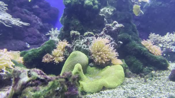 Kleine Fische Schwimmen Einen Grünen Meeresschwamm Der Nähe Eines Korallenriffs — Stockvideo