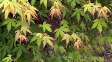 Green leaves starting to turn yellow. Close-up. High quality FullHD footage