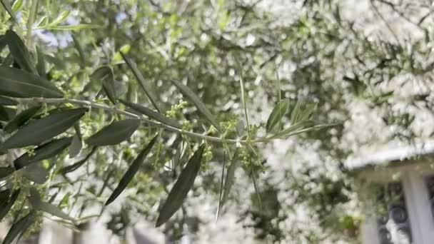 Zielone Gałązki Drzew Oliwnych Małymi Niedojrzałymi Oliwkami Wysokiej Jakości Materiał — Wideo stockowe