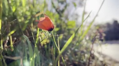 Kırmızı gelincik yeşil çimenlerin arasında rüzgarda dalgalanıyor. Yüksek kalite 4k görüntü