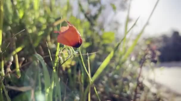 Roter Mohn Flattert Wind Zwischen Grünem Gras Hochwertiges Filmmaterial — Stockvideo