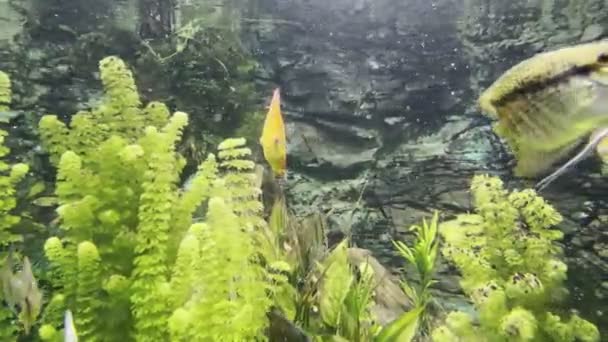 Colorful Fish Swim Aquarium Green Algae High Quality Footage — 图库视频影像