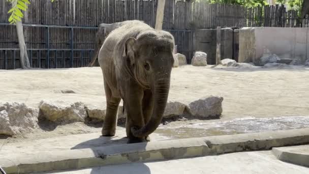 Δύο Ελέφαντες Περπατούν Ένα Κλουβί Στο Ζωολογικό Κήπο Υψηλής Ποιότητας — Αρχείο Βίντεο