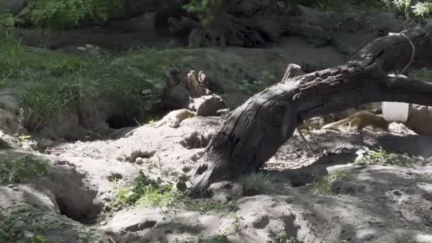 Meerkats Run Clearing Snag Look Out High Quality Footage — Video Stock