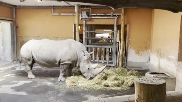 Large Gray Rhinoceros Eating Hay Enclosure High Quality Footage — Stockvideo
