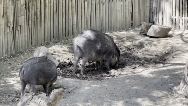 Wild Boars Dig Ground Aviary Zoo High Quality Footage — Vídeos de Stock