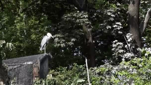 Gray Heron Sits Fence Green Park High Quality Footage — Video Stock