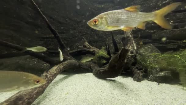 Zilverachtige Vissen Zwemmen Een Aquarium Buurt Van Een Drijfhout Hoge — Stockvideo