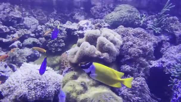 Niebiesko Żółte Ryby Pływają Podmorskiej Ławicy Wysokiej Jakości Materiał — Wideo stockowe