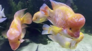 Renkli midas cichlids sürüsü bir akvaryumda yüzer. Yüksek kalite 4k görüntü