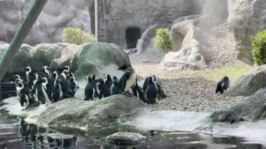 Penguenler kuşhanedeki gölün kıyısındaki duşun altında duruyorlar. Yüksek kalite 4k görüntü
