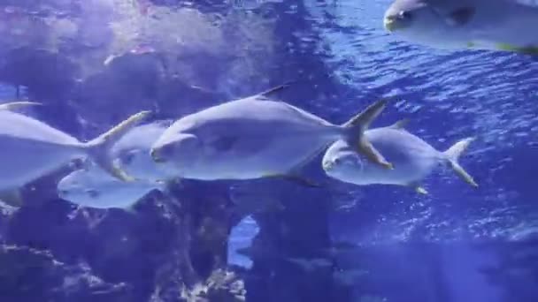 Flock Giant Trevally Swims Coral Reef Aquarium High Quality Footage — Video