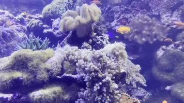 Akvaryumdaki stylophora mercanları arasında küçük balıklar yüzer. Yüksek kalite 4k görüntü