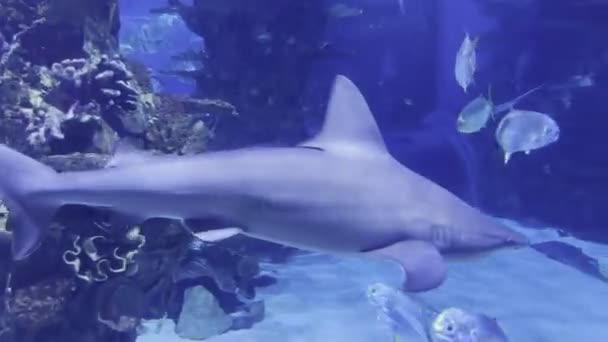Haring Haaien Zwemmen Tussen Vissen Een Groot Aquarium Hoge Kwaliteit — Stockvideo