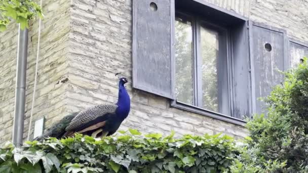 Pavone Cammina Una Siepe Verde Fronte Edificio Filmati Alta Qualità — Video Stock