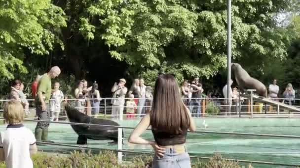 Sele Danças Costa Piscina Frente Treinador Imagens Alta Qualidade — Vídeo de Stock