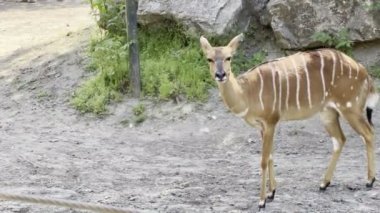 Striped roe deer walk in the park. High quality 4k footage