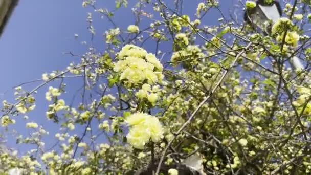 Żółte Kwiaty Gałęziach Drzewa Kołyszą Się Wietrze Wysokiej Jakości Materiał — Wideo stockowe