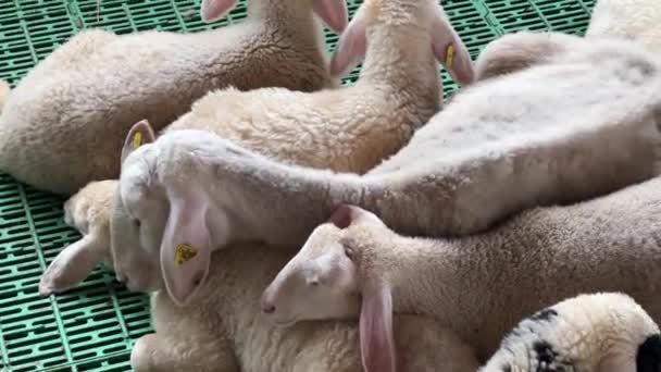 Wit Geschoren Schaap Met Oormerken Slapen Een Stal Vloer Hoge — Stockvideo