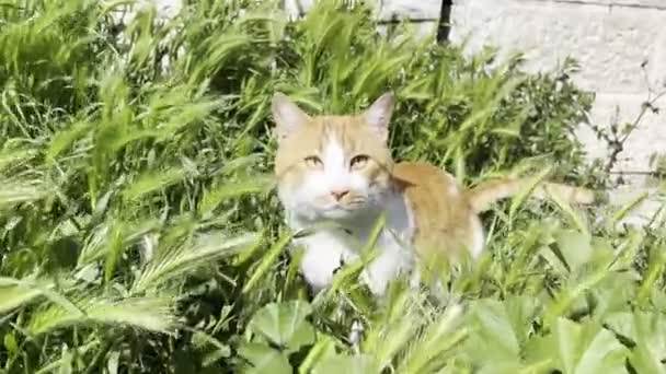 White Red Cat Sits Tall Green Grass High Quality Footage — Stock video