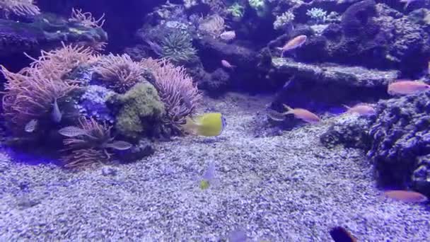 Los Peces Rosados Amarillos Nadan Entre Los Corales Del Acuario — Vídeo de stock