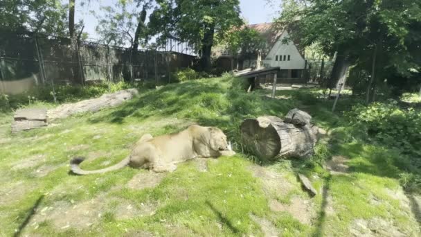 Lionne Mange Sur Une Pelouse Verte Derrière Une Clôture Images — Video