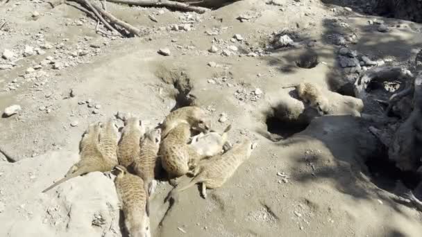 Flock Meerkats Bask Sun Zoo High Quality Footage — ストック動画
