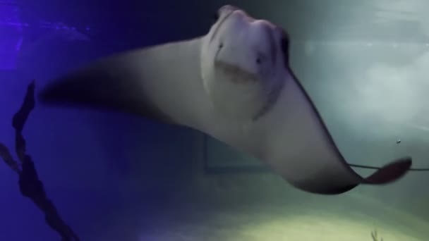 Grote Pijlstaartrog Zwemt Voor Het Aquariumglas Zwaaiend Met Zijn Vinnen — Stockvideo