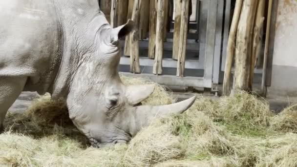 Grote Grijze Neushoorn Die Hooi Eet Een Close Hoge Kwaliteit — Stockvideo