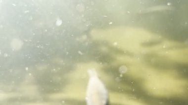 Büyük balıklar çamurlu suda yüzer. Yüksek kalite 4k görüntü