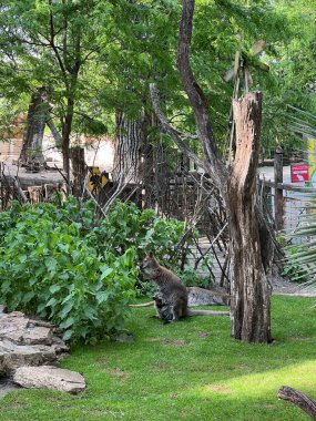 Yavru bir köpekle kanguru, çalılığın yakınındaki yeşil bir çimenlikte otluyor. Yüksek kalite fotoğraf