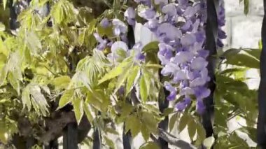Yeşil salkım yaprakları rüzgarda sallanıyor. Yüksek kalite 4k görüntü