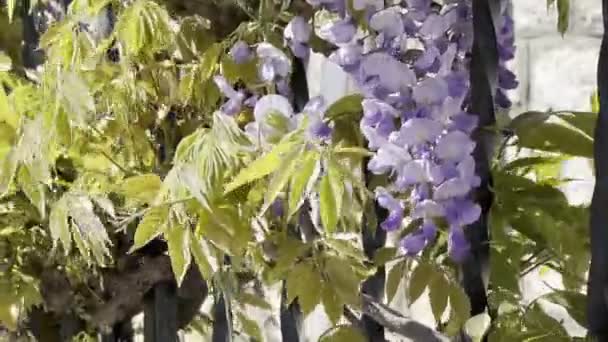 Green Wisteria Leaves Sway Wind High Quality Footage — Stockvideo