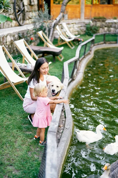 Mom with a little daughter and a dog stand by the fence and look at the ducks on the lake. High quality photo